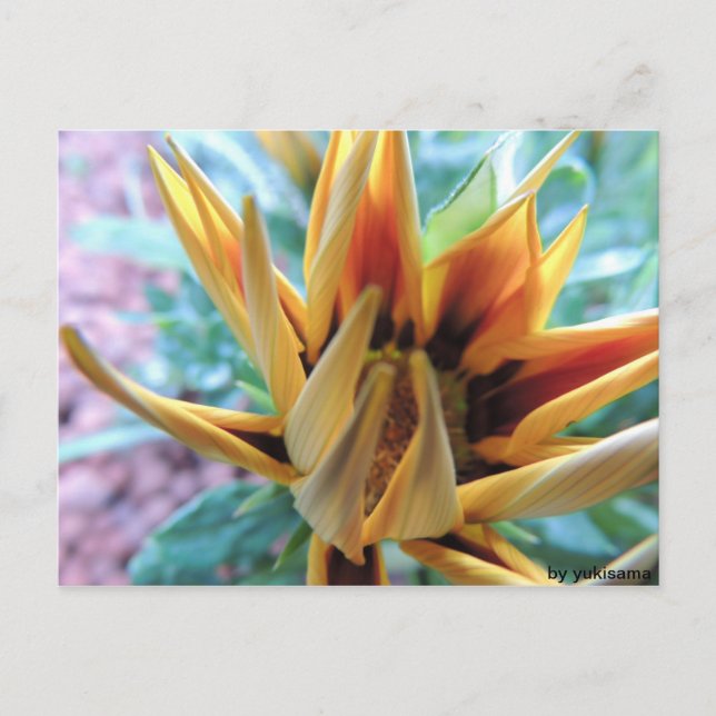 Postkarte - Orange Blume Postcard (Front)