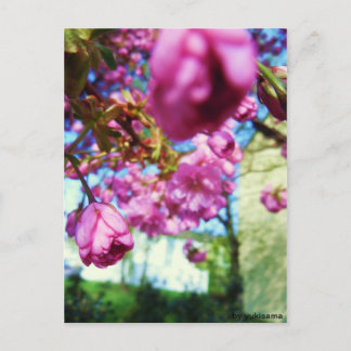 Postkarte - Rosa Blumen Postcard