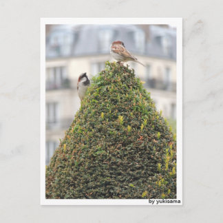 Postkarte - Vögel Postcard