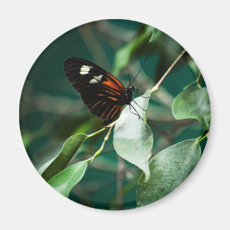 Postman 184 Magnet