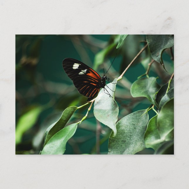 Postman 184 Postcard (Front)