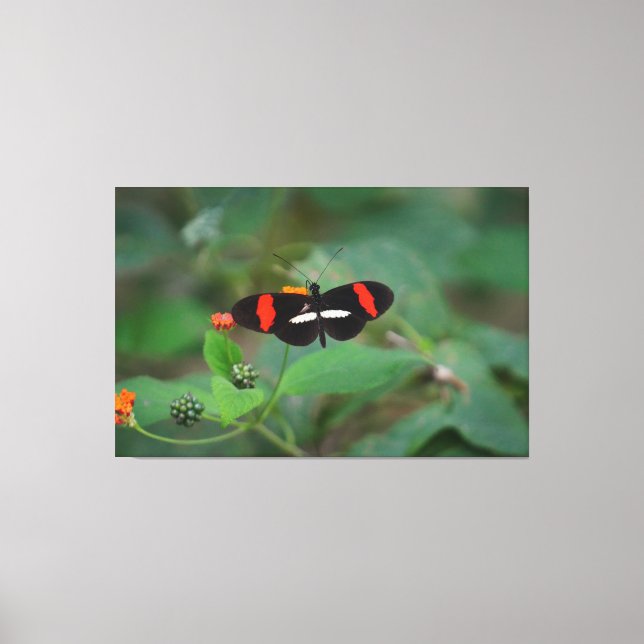 Postman Butterfly Canvas Print (Front)
