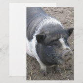 Pot Bellied Pig (Front/Back)