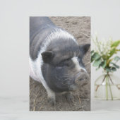 Pot Bellied Pig (Standing Front)