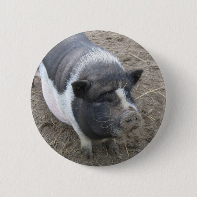 Pot Bellied Pig Pinback Button (Front)