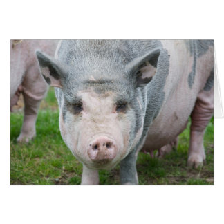 Pot Belly Pig, Norfolk UK Cards