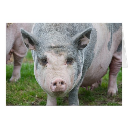 Pot Belly Pig, Norfolk UK Cards (Front Horizontal)