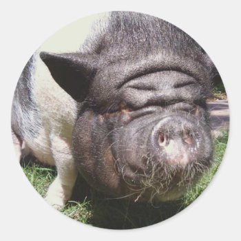 Pot Belly Pig Sticker by ThePigPen at Zazzle