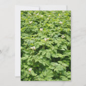 Potato field (Front)