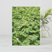 Potato field (Standing Front)