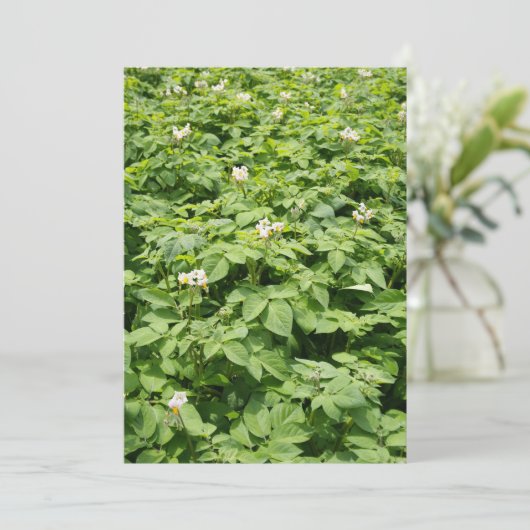 Potato field (Standing Front)
