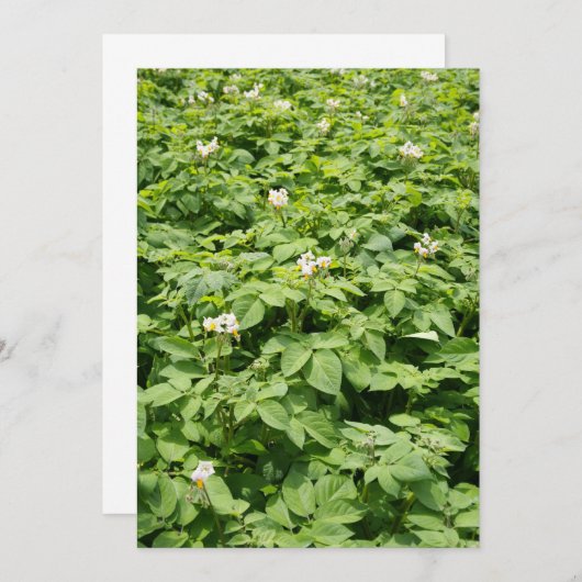 Potato field (Front/Back)