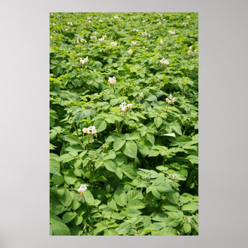 Potato field poster