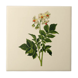 Potato plant tile
