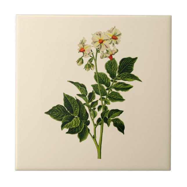 Potato plant tile (Front)
