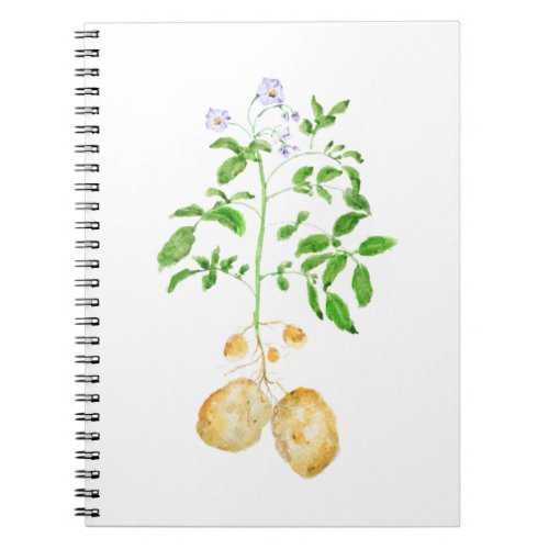 potato plant watercolor notebook