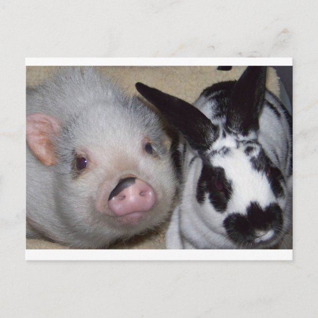 Potbelly Pig & Friend Postcard (Front)