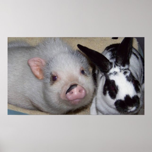 Potbelly Pig & Friend Poster (Front)