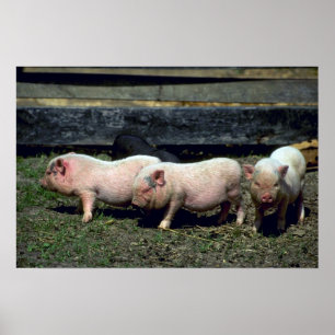Potbelly Pigs Poster