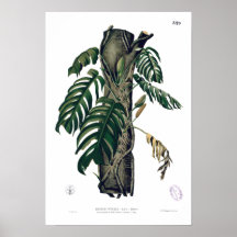 POTHOS? PINATA Botanical Tropical Leaf Poster