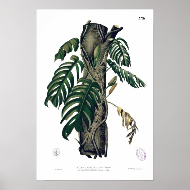 POTHOS? PINATA Botanical Tropical Leaf Poster (Front)
