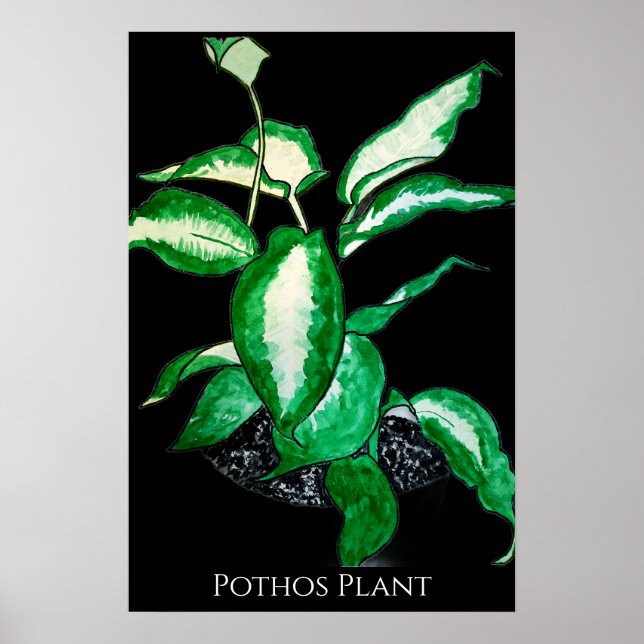 Pothos Plant  Poster (Front)