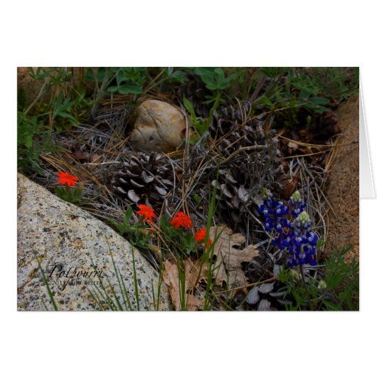 Potpourri Cards (Front Horizontal)