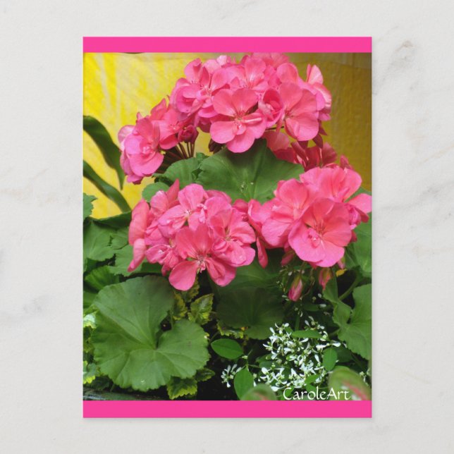 "Potted Coral Pink Geraniums" Notes & Stamps (Front)