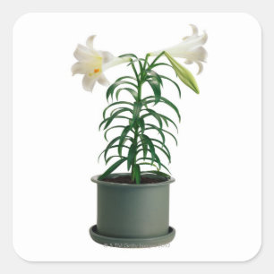 Potted Easter Lily Square Sticker