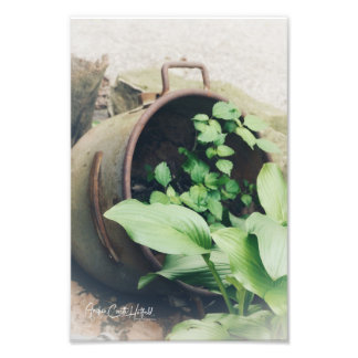 Potted Green Photo Print
