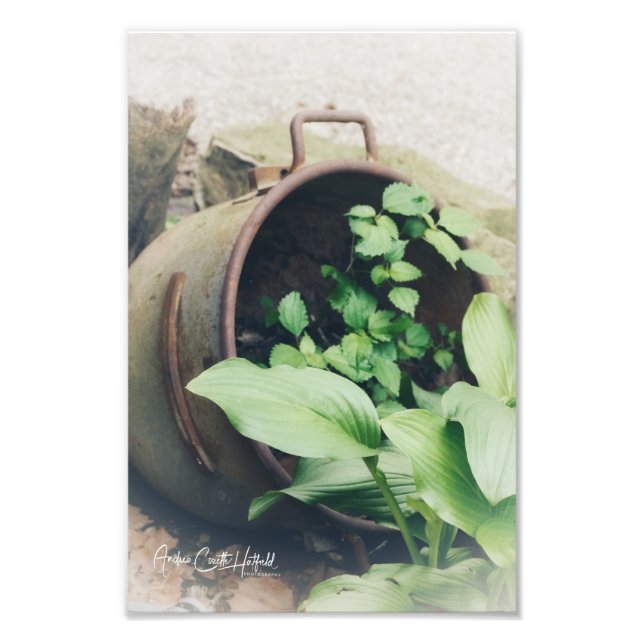 Potted Green Photo Print (Front)