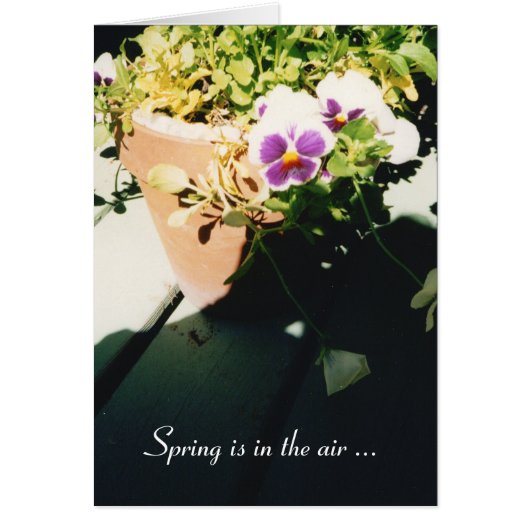 Potted Spring Pansies Cards (Front)