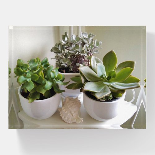 Potted Succulents with Seashell Photography Paperweight