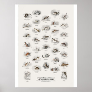 Pouched Animals - Naturalist's Library Poster