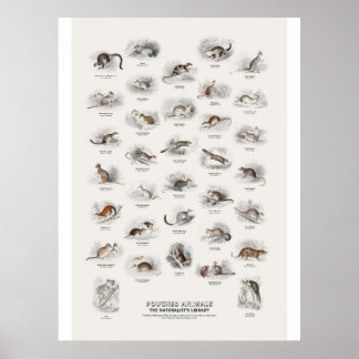 Pouched Animals - Naturalist's Library Poster