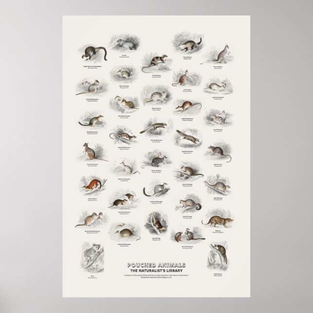 Pouched Animals - Naturalist's Library Poster (Front)