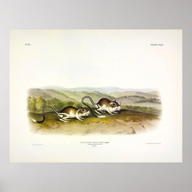 Pouched Jerboa Mouse (Kangaroo Rat) by Audubon Poster (Front)