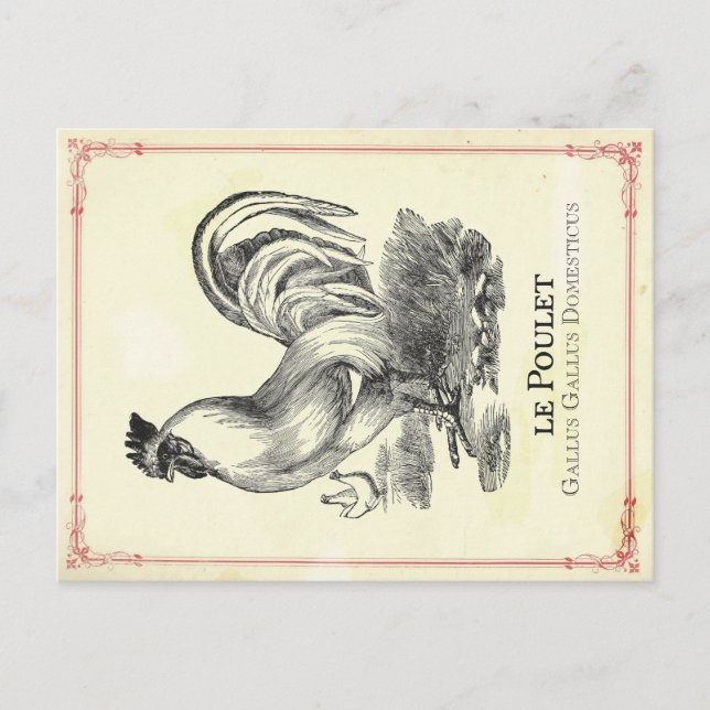 Poulet Chicken Postcard (Front)