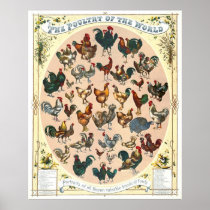 Poultry Breeds 1868 Poster