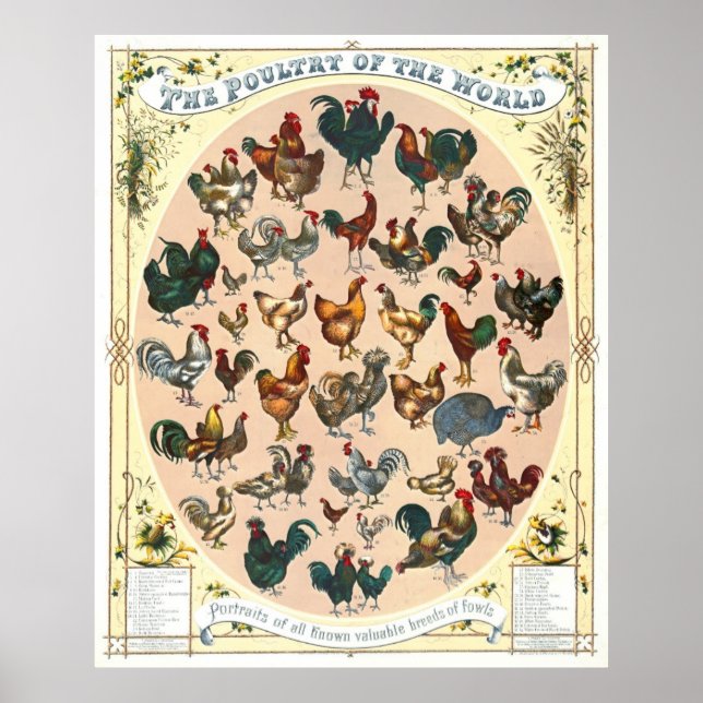 Poultry Breeds 1868 Poster (Front)