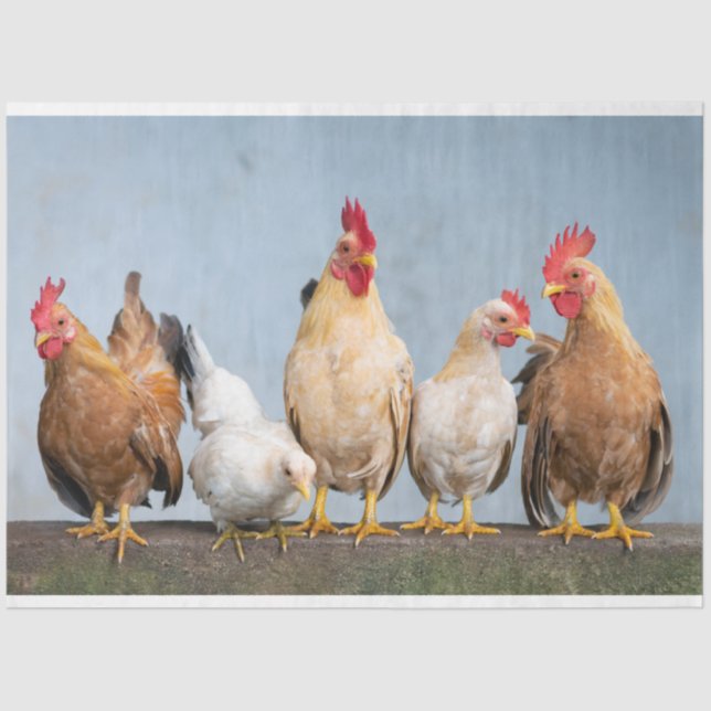 Poultry Chickens Farm 2 Decoupage Tissue Paper (Front)