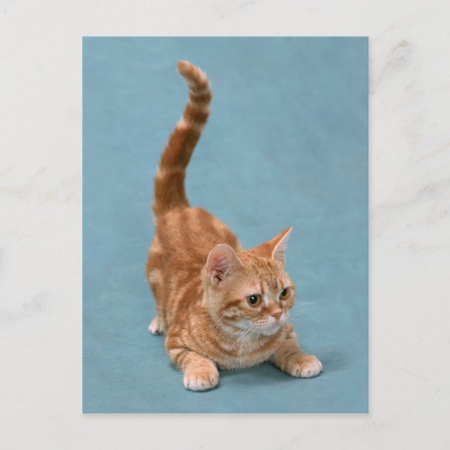 Pouncing Kitten Postcard (Front)