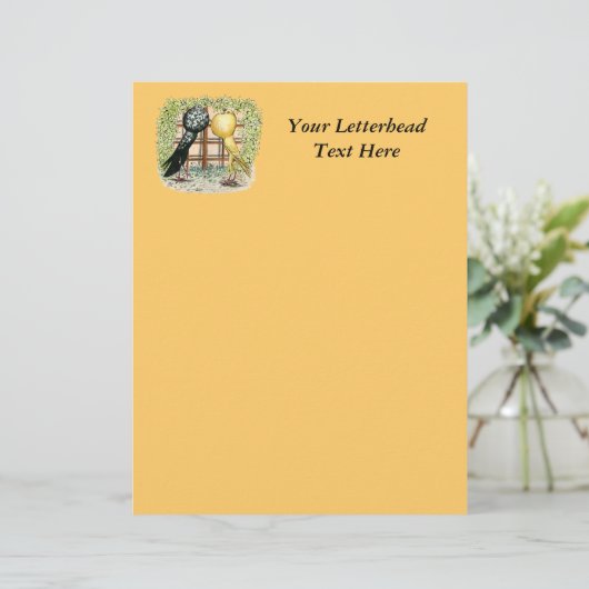 Pouter:  Brunners (Standing Front)