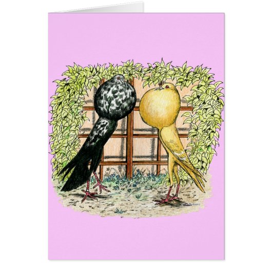 Pouter: Brunners (Front)