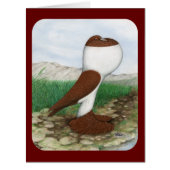 Pouter Pigeon Red Hana (Front)