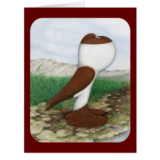 Pouter Pigeon Red Hana (Front)