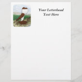 Pouter Pigeon Red Hana (Front)