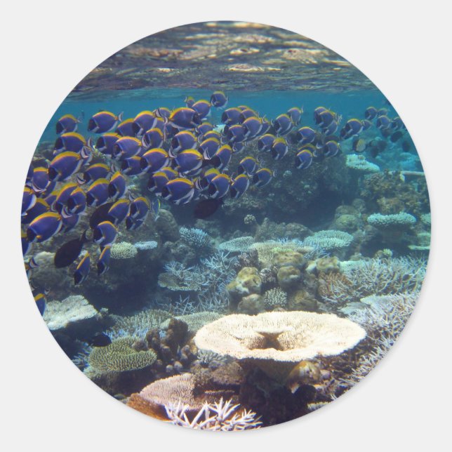 Powder Blue Surgeon Fish Classic Round Sticker (Front)