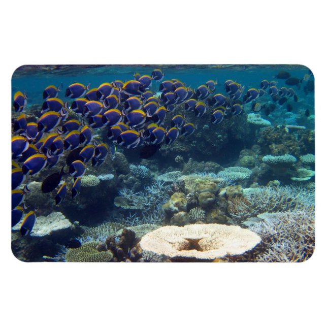 Powder Blue Surgeon Fish Magnet (Horizontal)