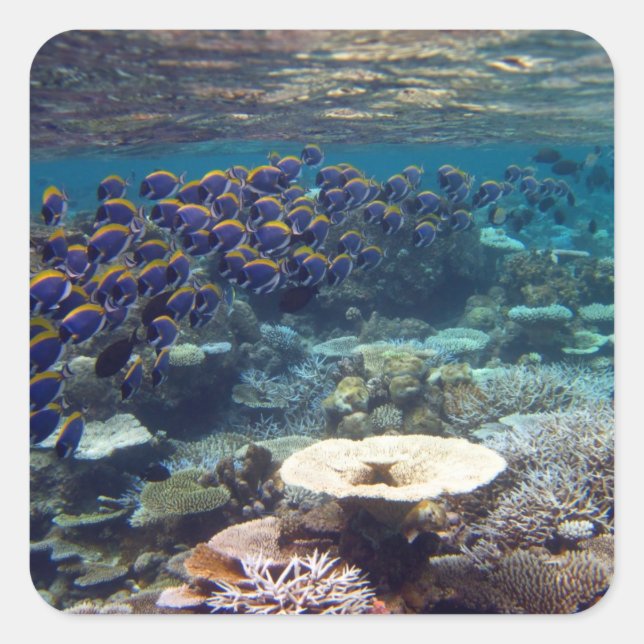 Powder Blue Surgeon Fish Square Sticker (Front)